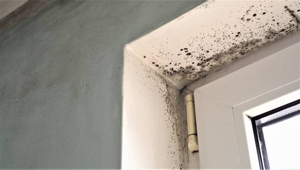 Best Real Estate Mold Inspection  in Knik Fairview, AK