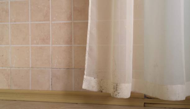 Best Mold Damage Restoration  in Knik Fairview, AK