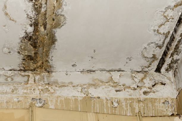 Best Mold Odor Removal Services  in Knik Fairview, AK