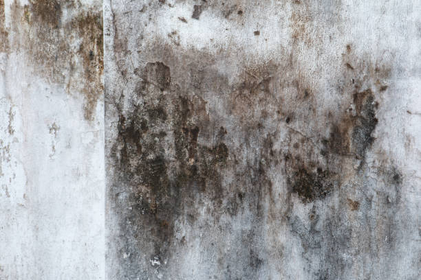 Best Airborne Mold Testing  in Knik Fairview, AK
