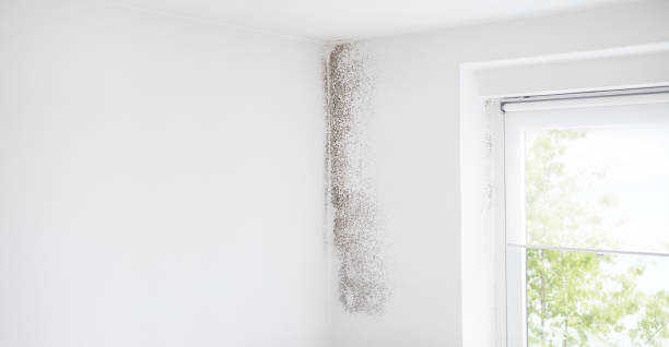 Best Basement Mold Removal  in Knik Fairview, AK