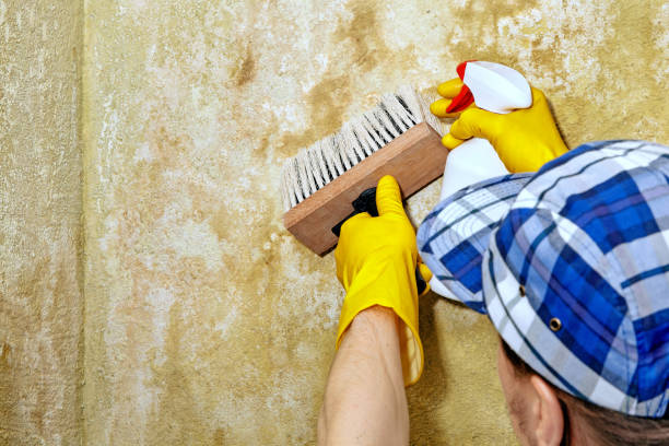 Best Black Mold Removal  in Knik Fairview, AK