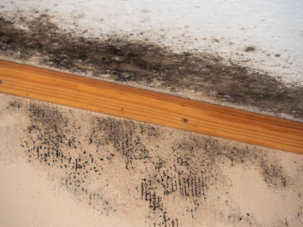Best Forensic Mold Investigation  in Knik Fairview, AK