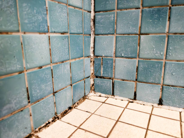 Best Biohazard Mold Removal  in Knik Fairview, AK