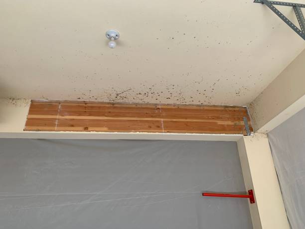 Best Black Mold Removal  in Knik Fairview, AK