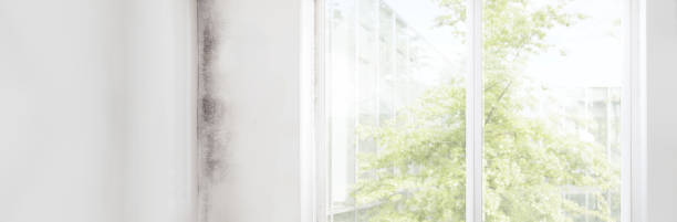 Best Water Damage & Mold Remediation  in Knik Fairview, AK