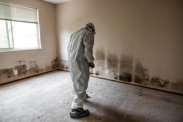 Best Mold Prevention Services  in Knik Fairview, AK